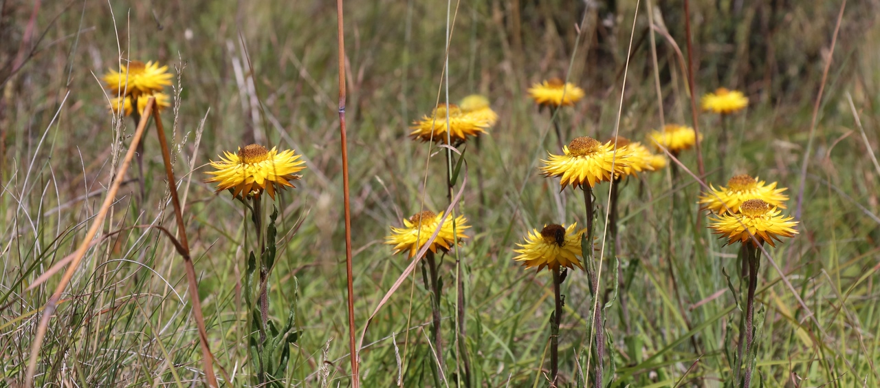 25ARC Paperdaisies